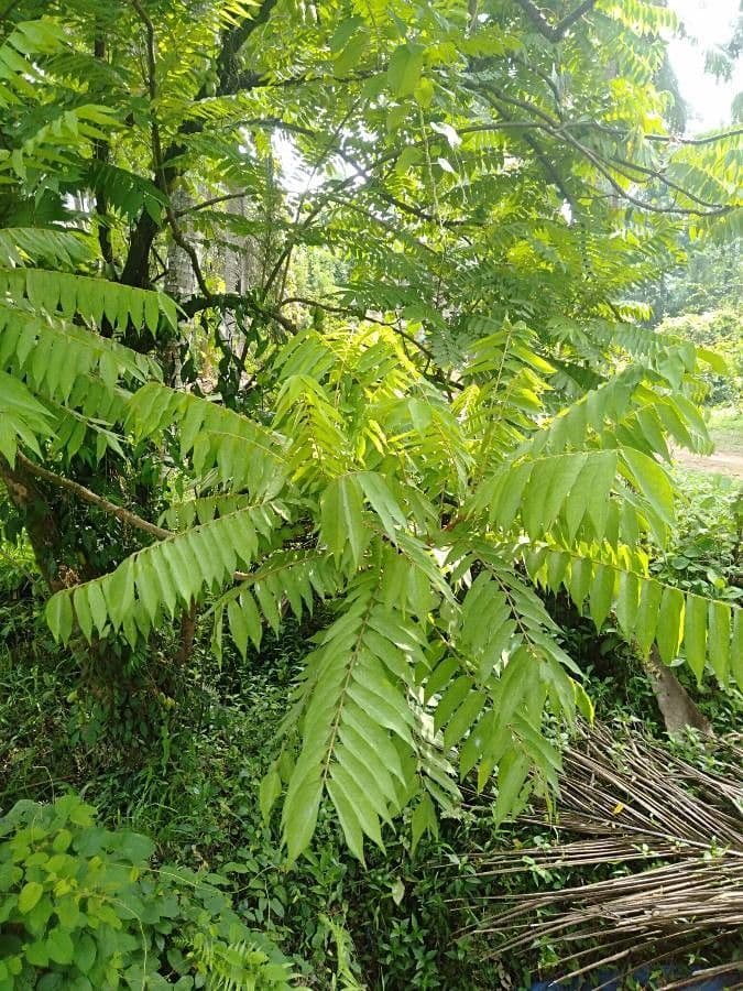Bilimbi 19