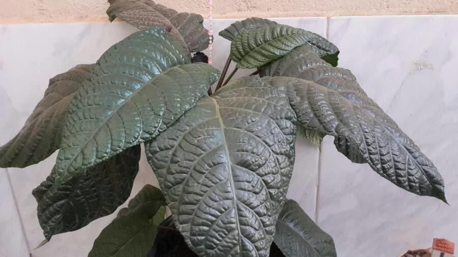 Dorstenia alta 9