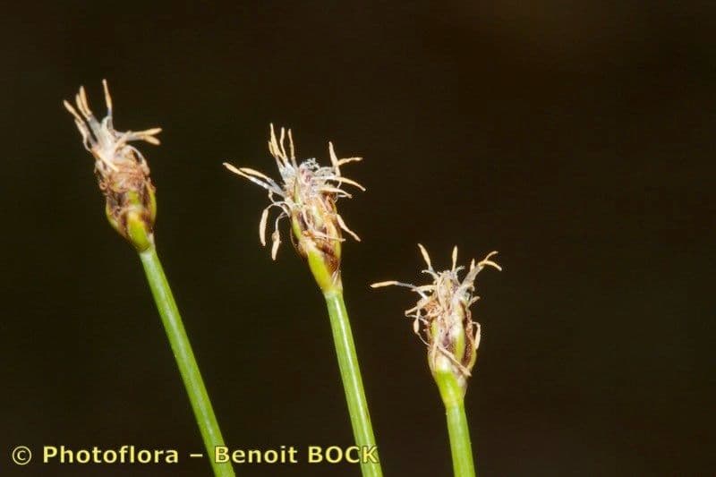 Sedge bonariensis 20