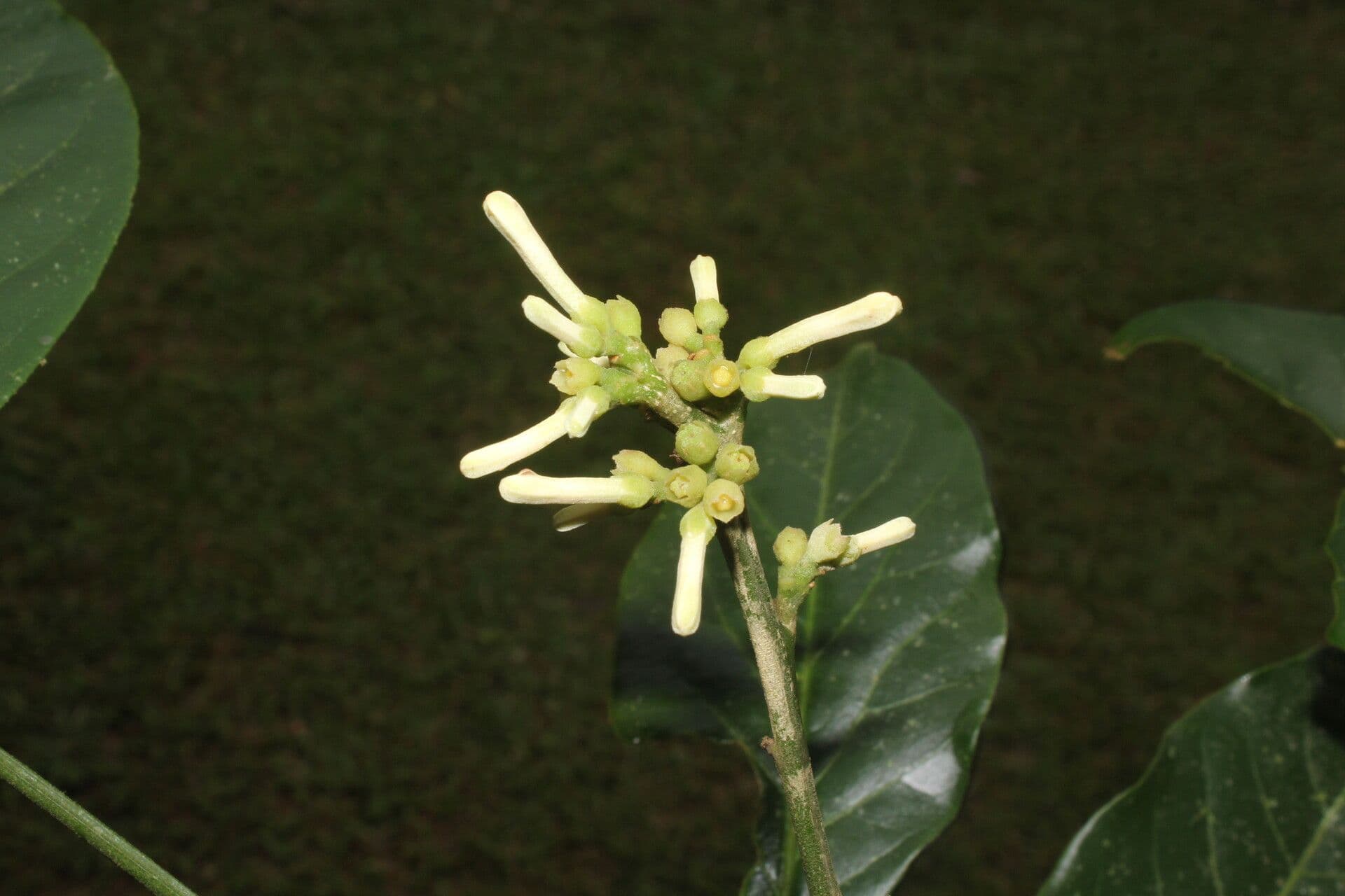 Angostura 6