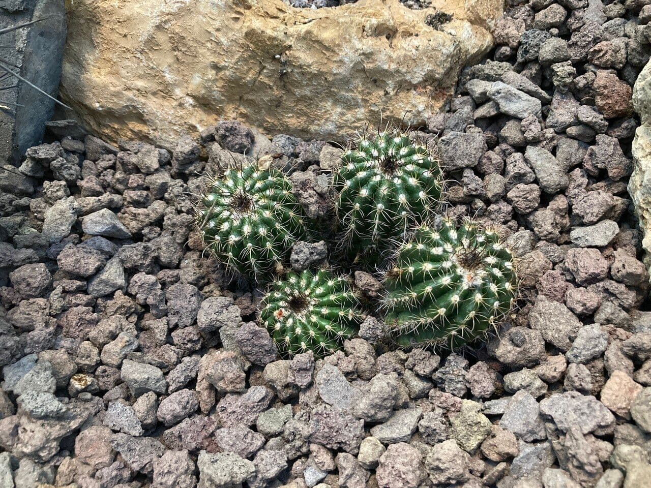 Parodia 7