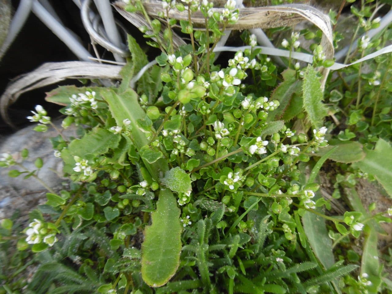 Coclearia 11