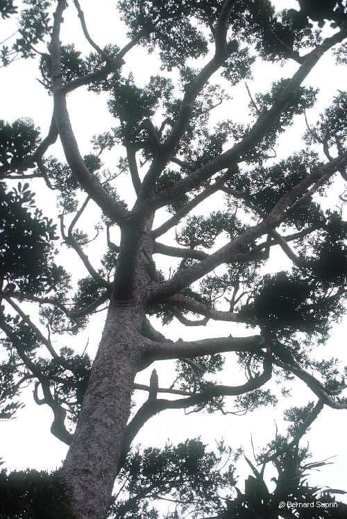 Mount panié kauri 5