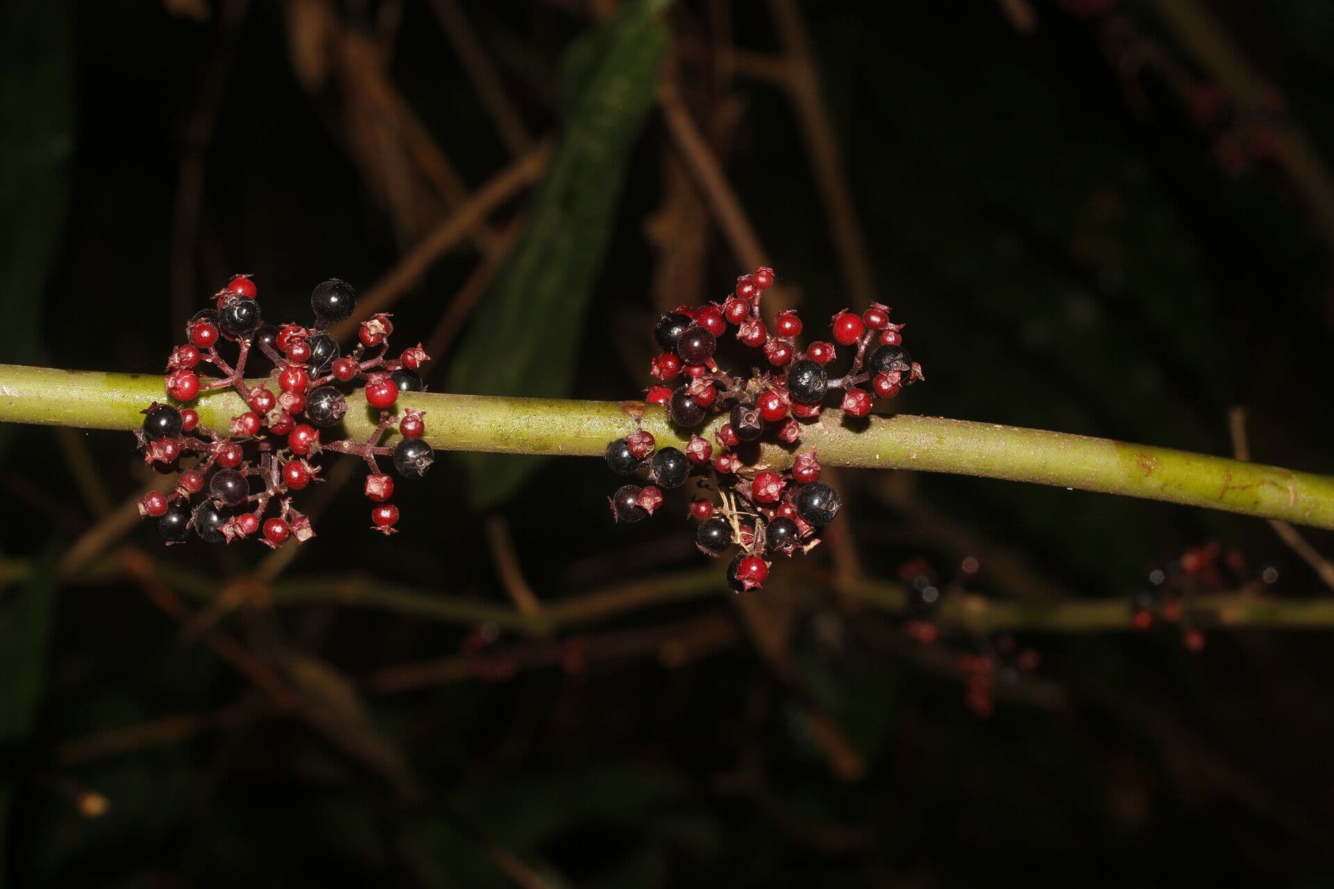 Miconia 2