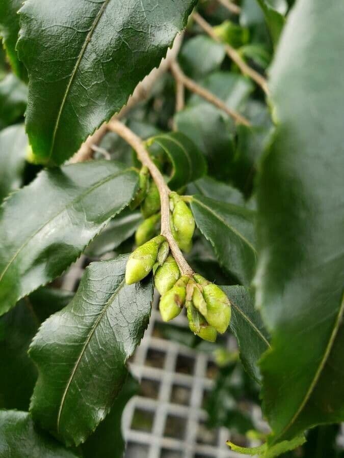 Camelia