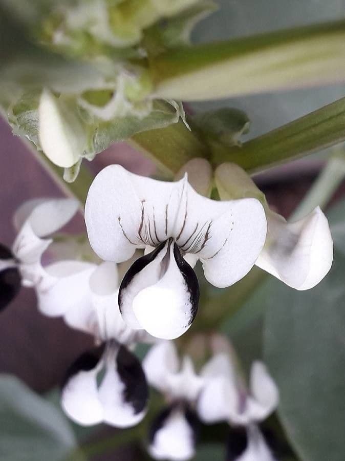 Ackerbohne 8