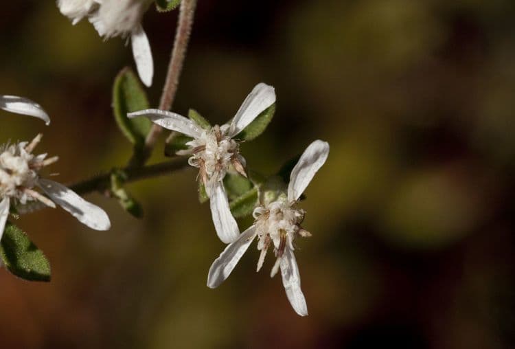 Sericocarpus tortifolius