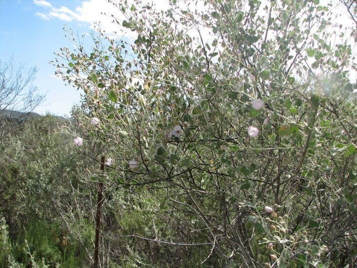 Malacothamnus 3
