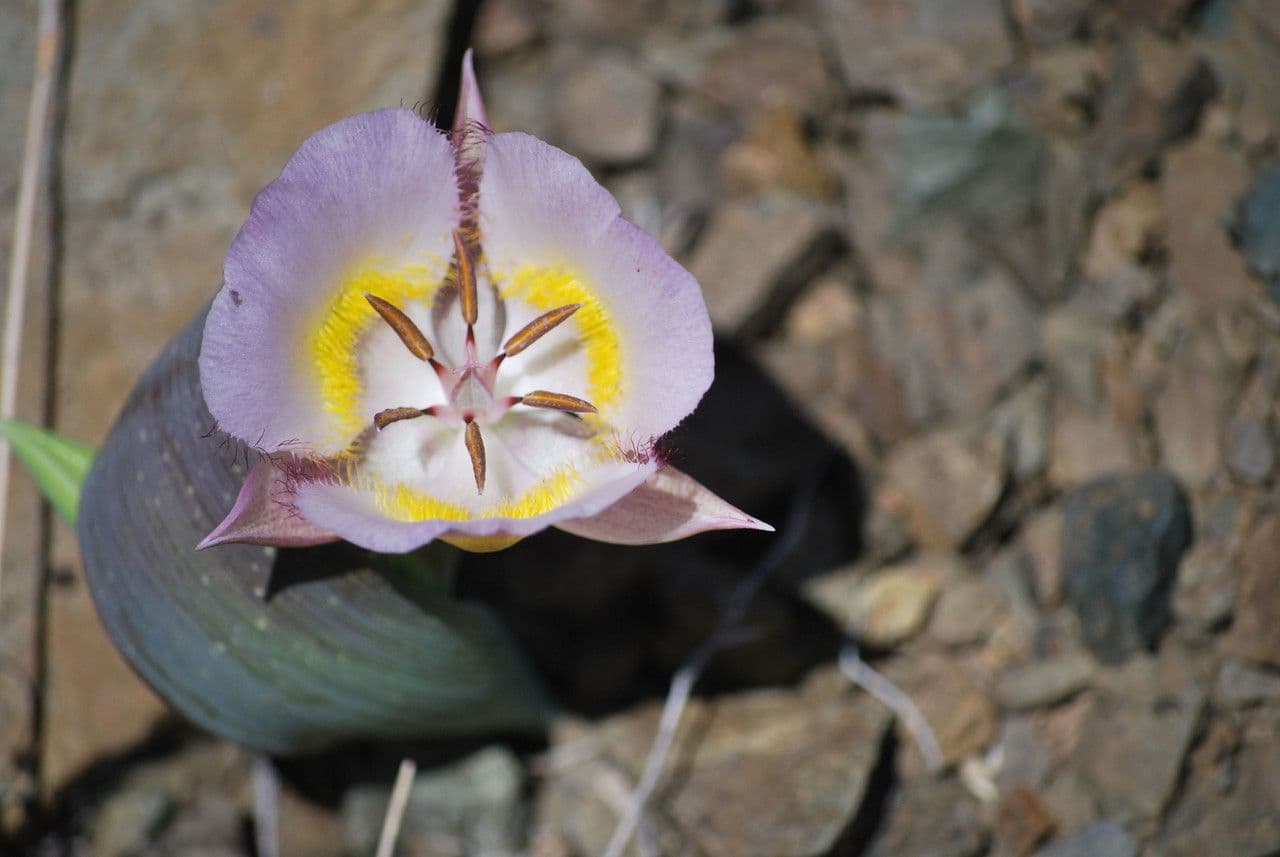 Calochortus 2