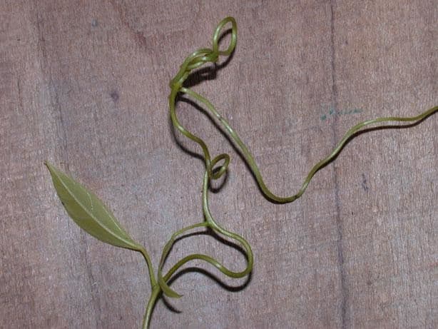 Anomospermum reticulatum 13