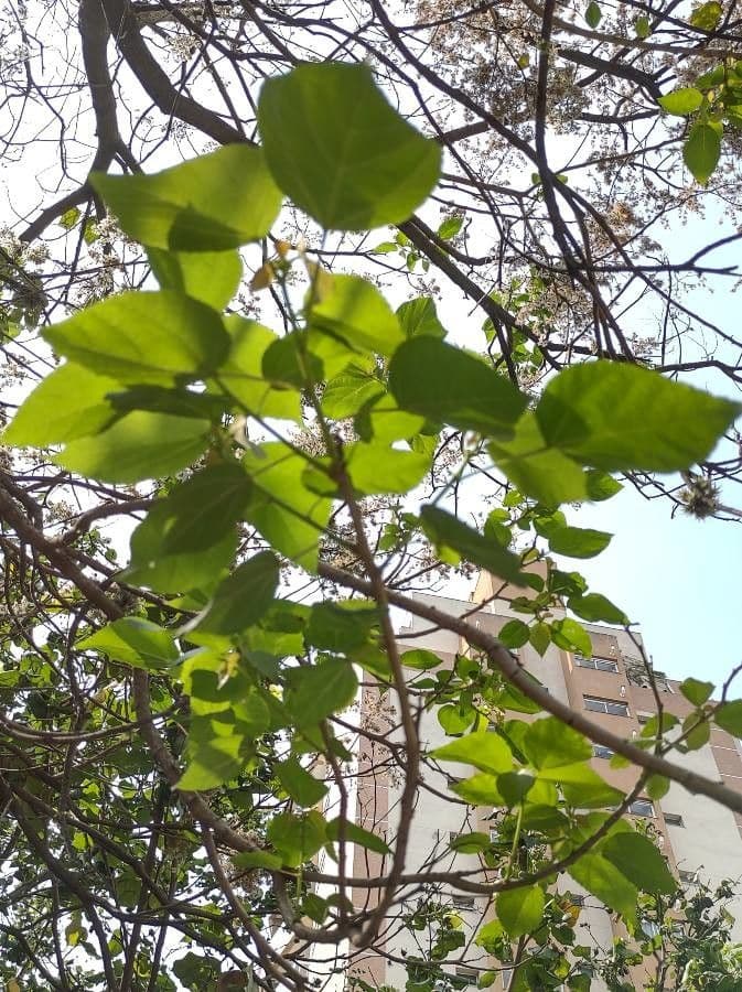 Heliocarpus 13