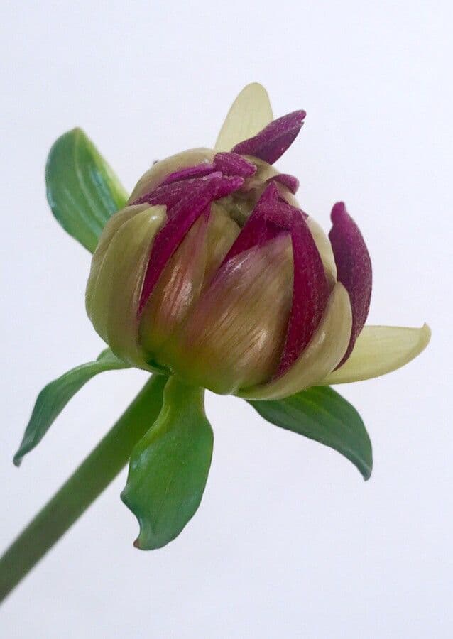 Dalia 30