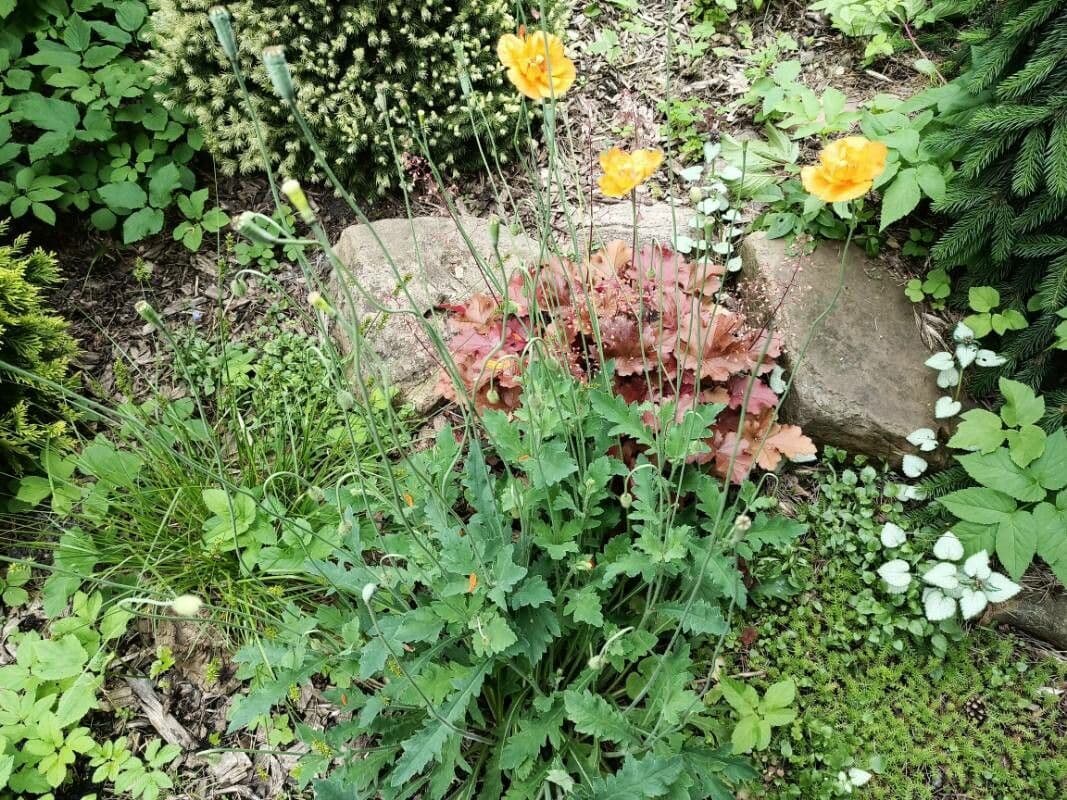 Atlantischer Mohn 6