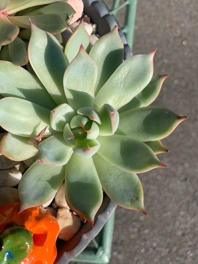 Echeveria di Chihuahua 2