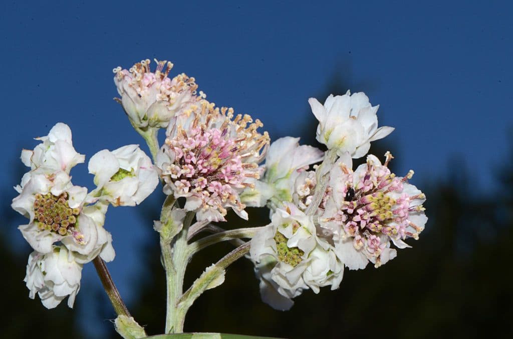 Hymenopappus artemisiifolius 4