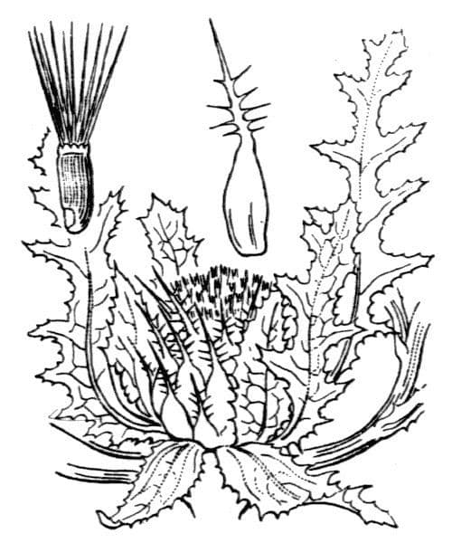 Wegdistel 30