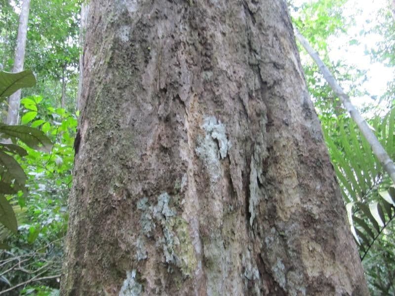 Acioa