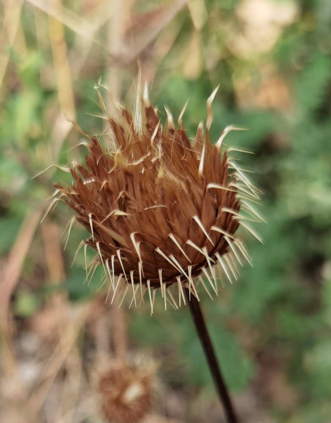 Klasea flavescens