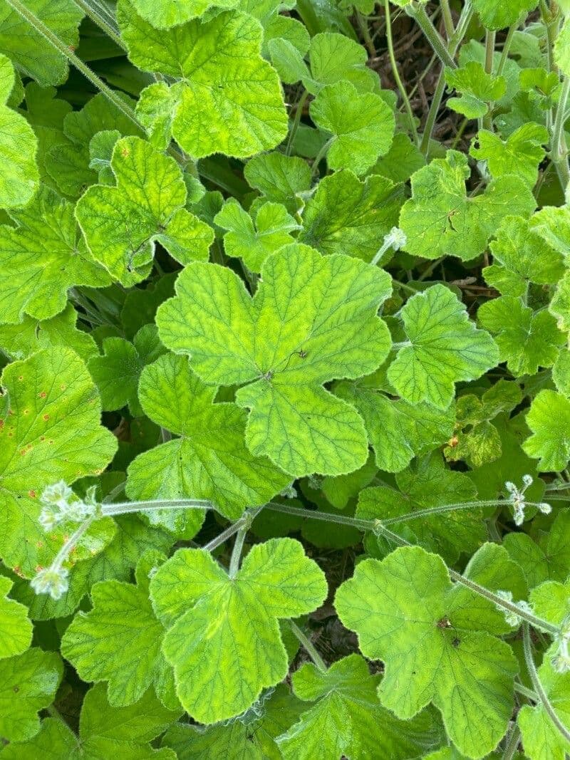 Géranium mentholé 12