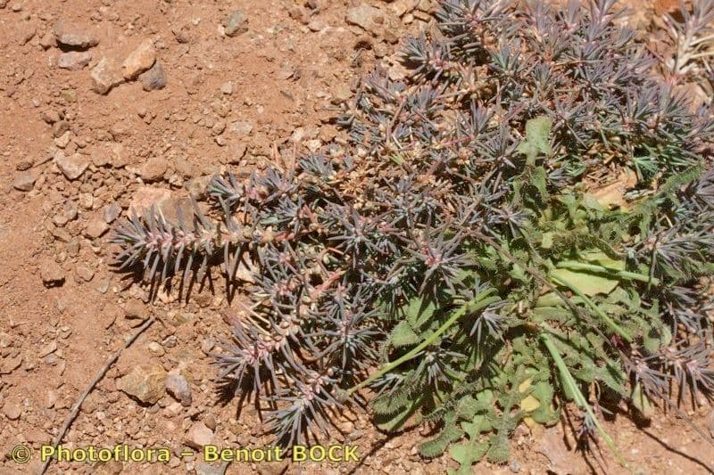 Polycnemum 2