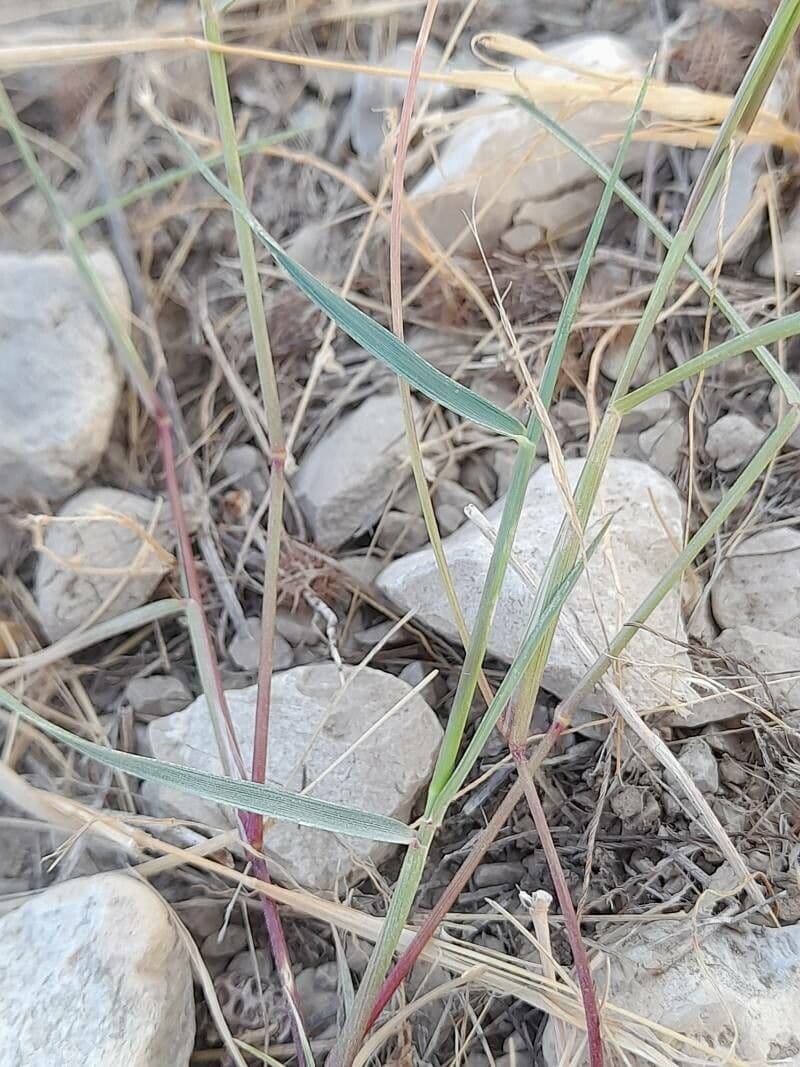 Aristida comune 20