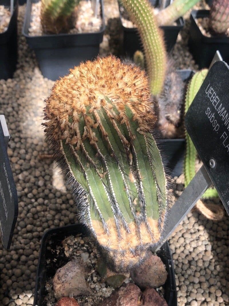 Uebelmannia 4