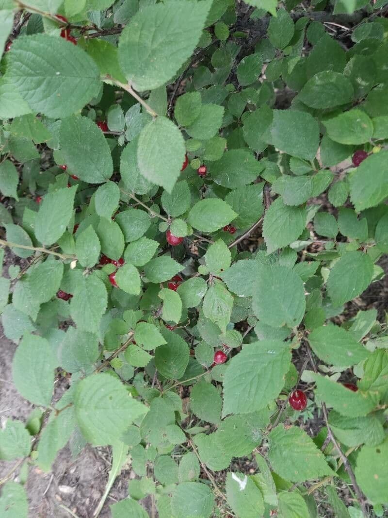 Prunus tomentosa 18