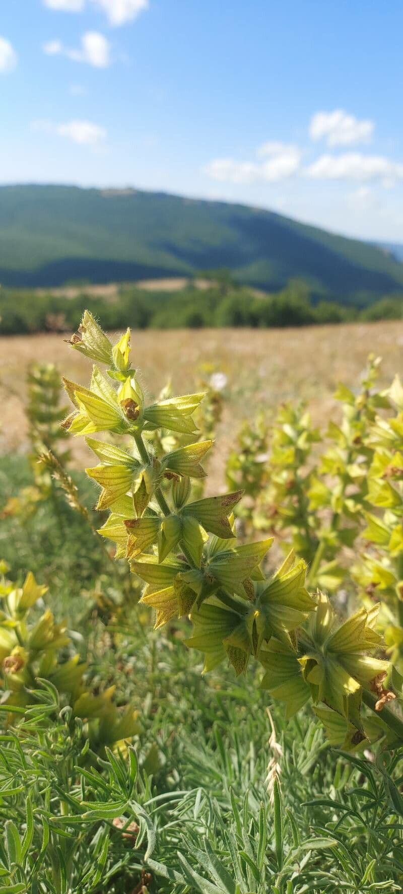 Salvia
