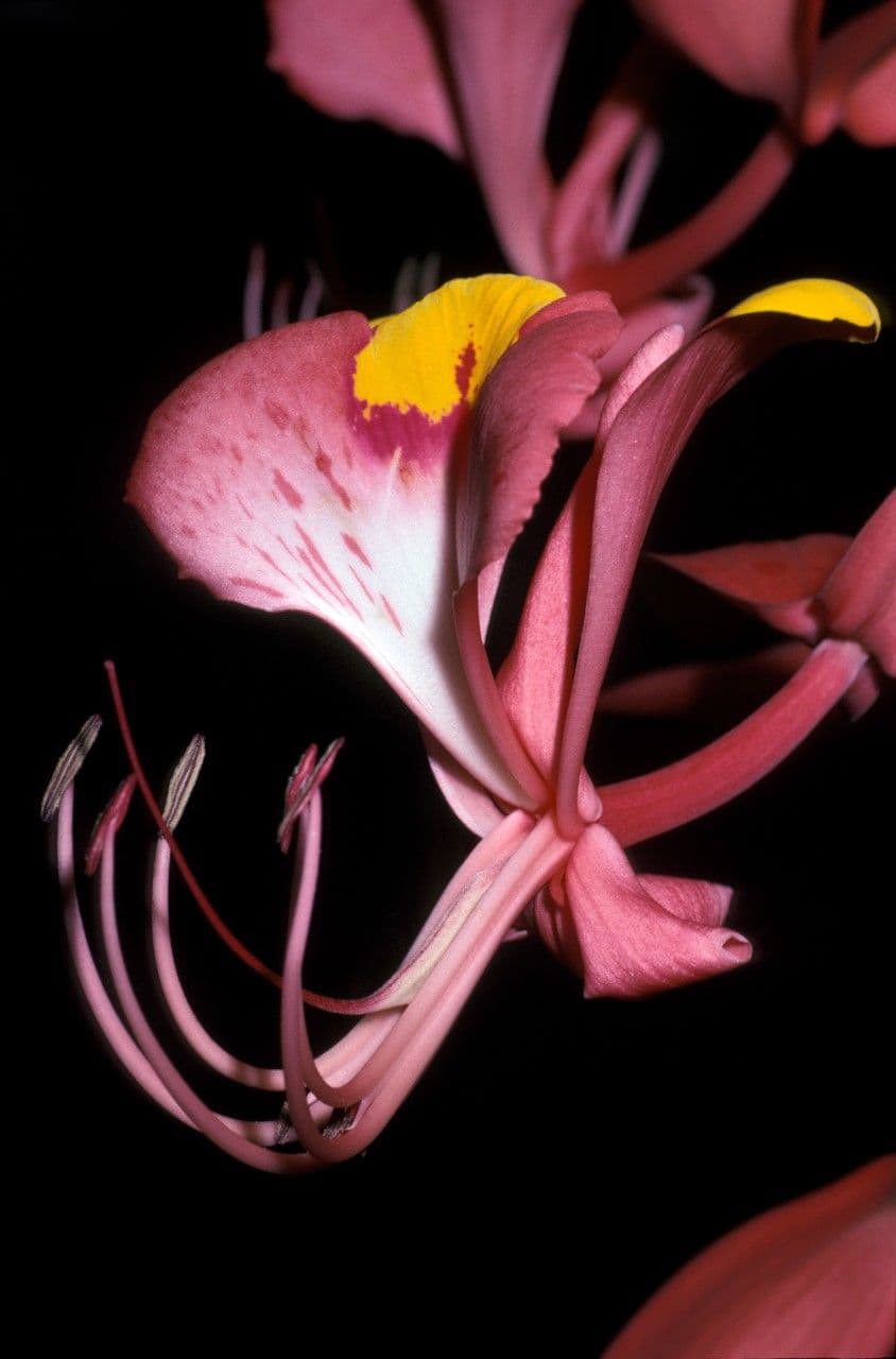 Amherstia 5