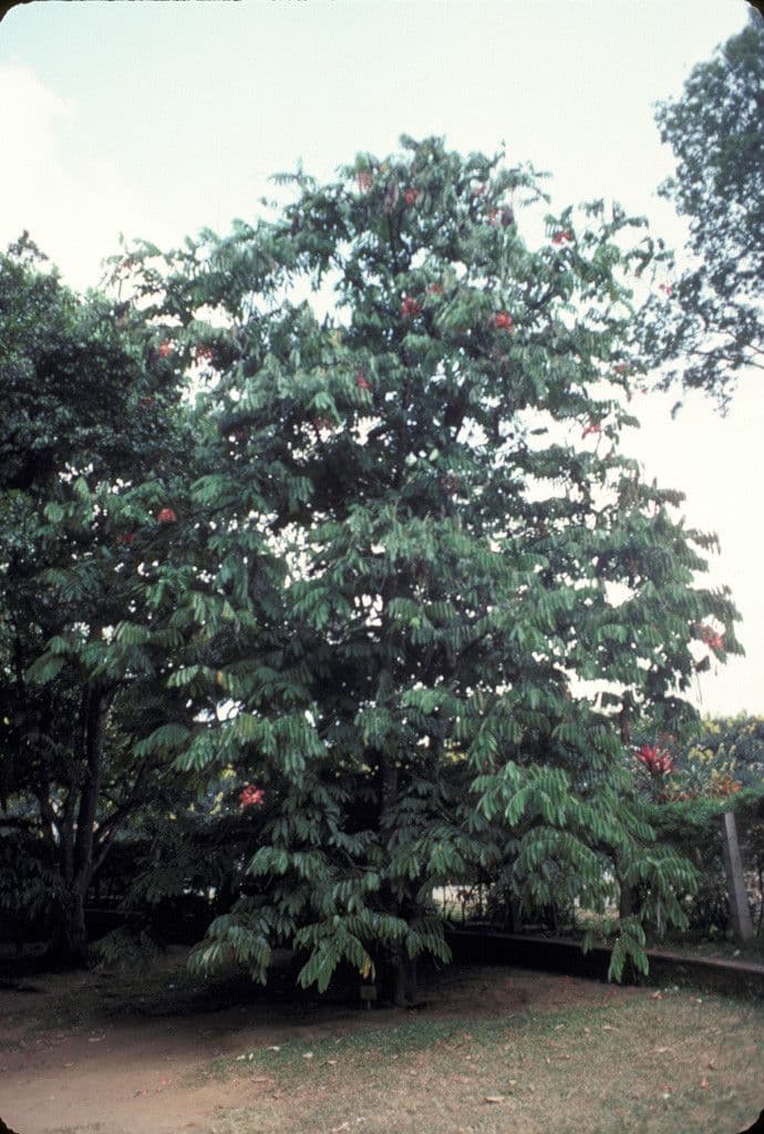 Amherstia 6