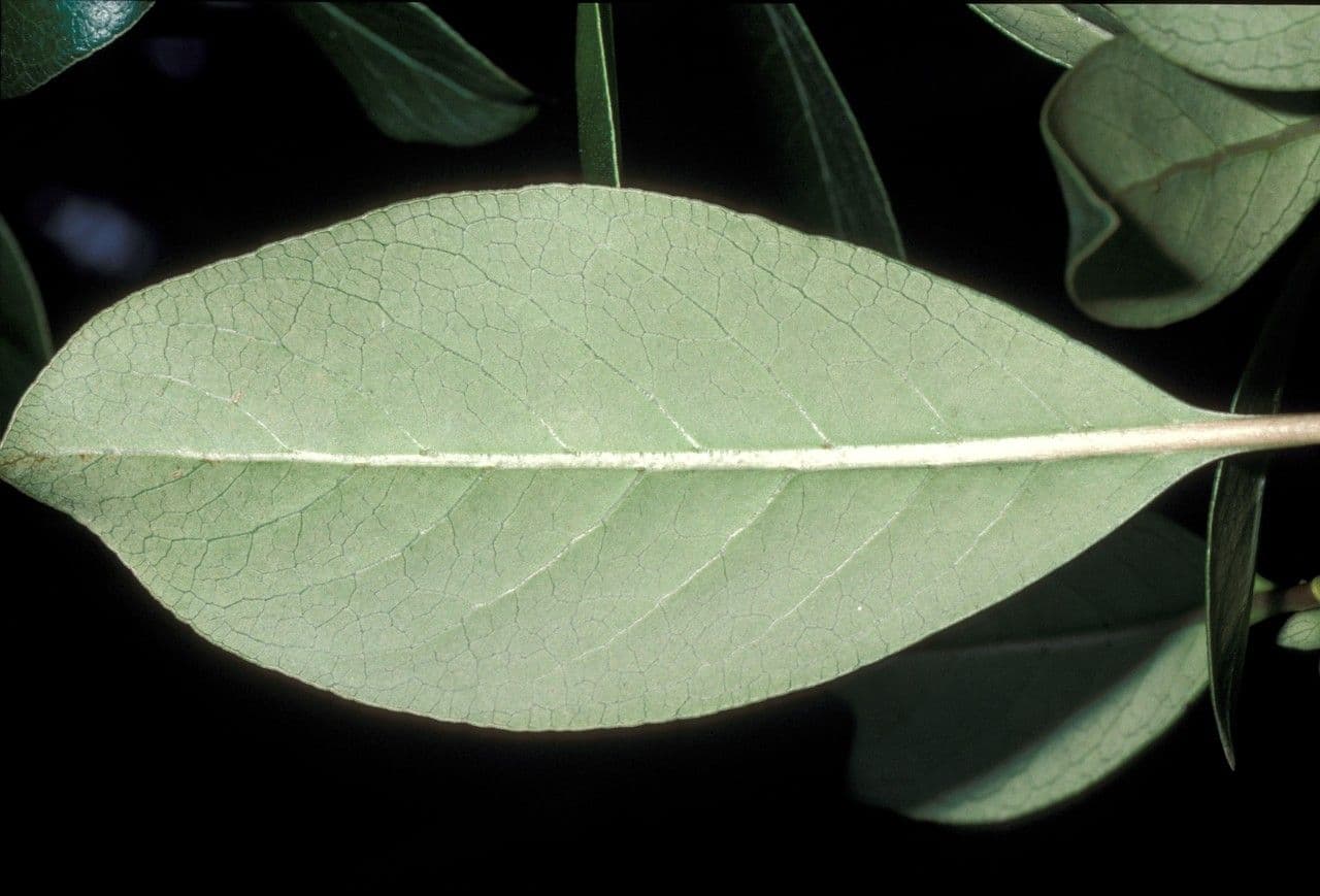 Coprosma robusta 3