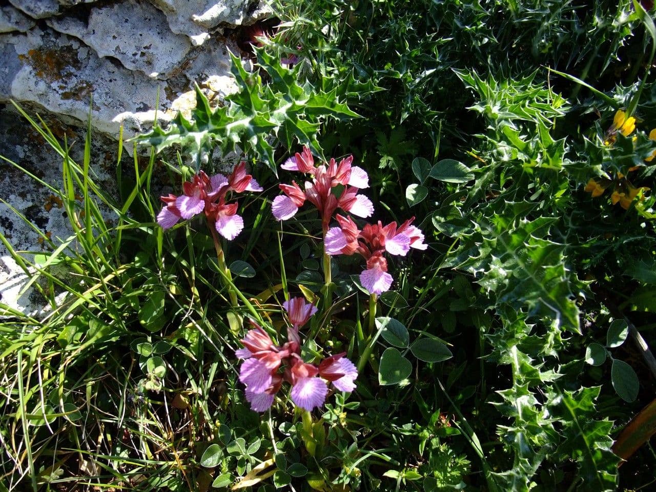 Orchis papillon 9