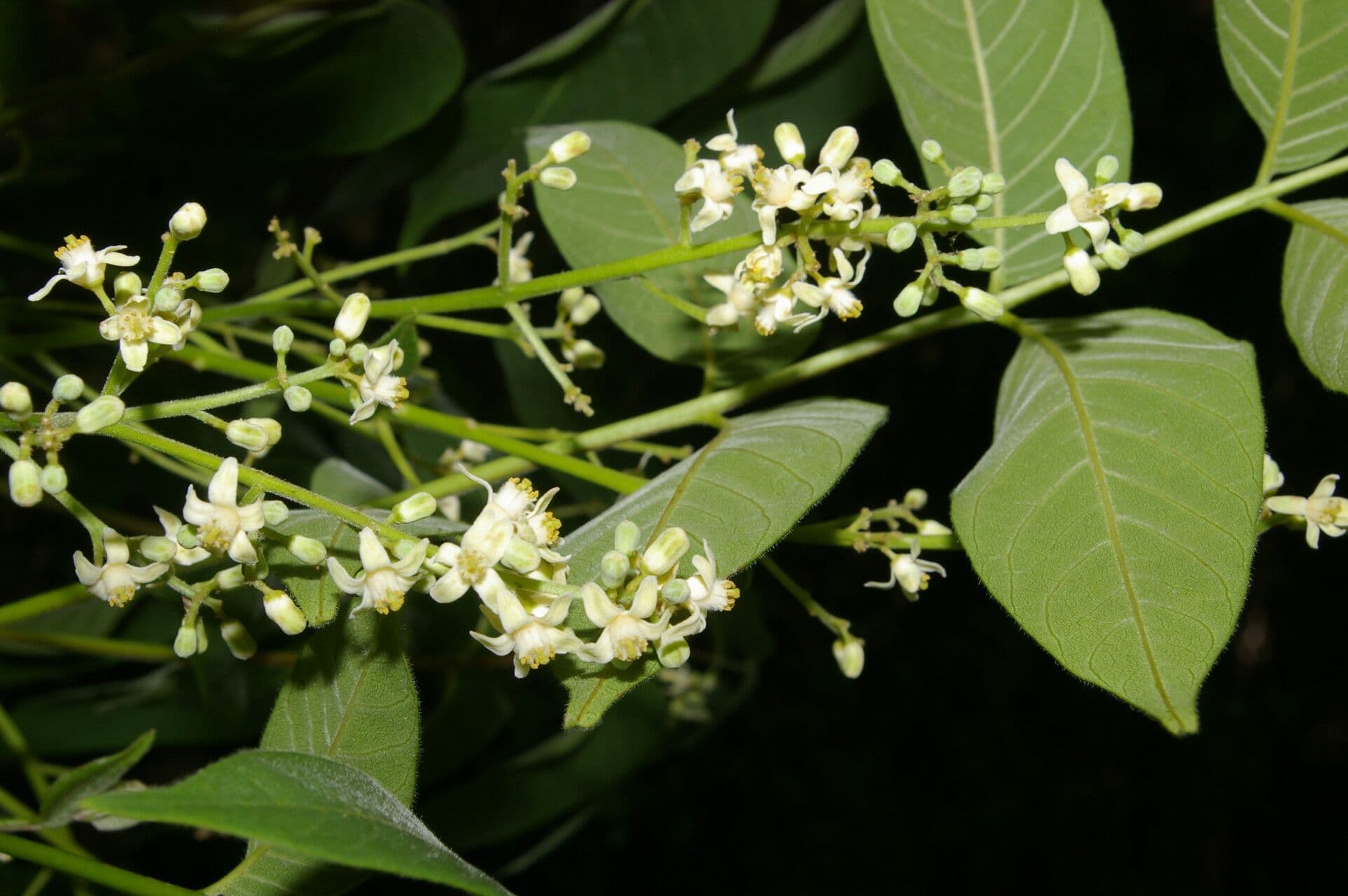 Trichilia americana 6