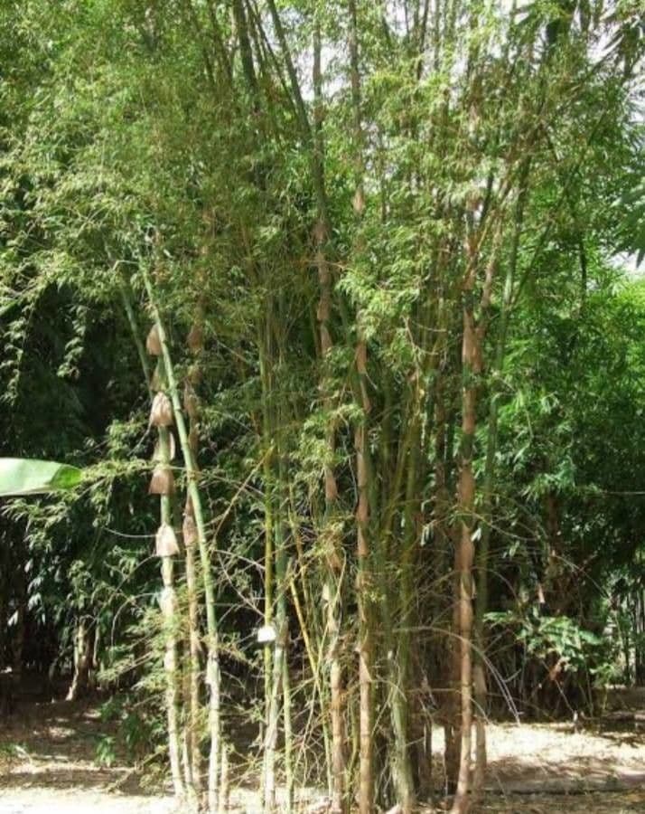 Bambù