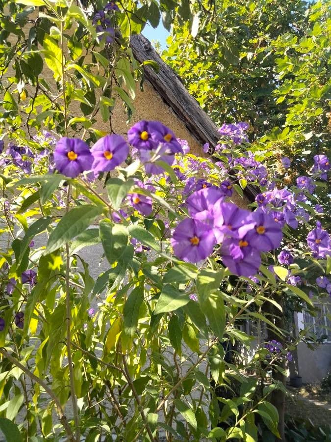 Lycianthes 6