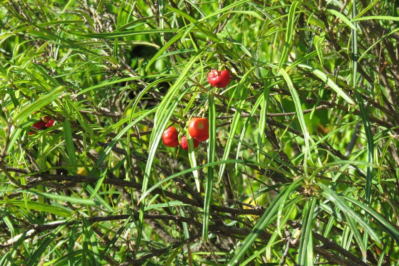 Malpighia 9