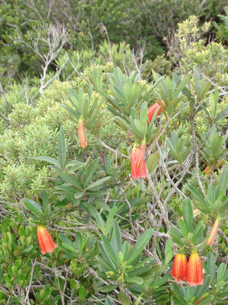 Thiollierea 14