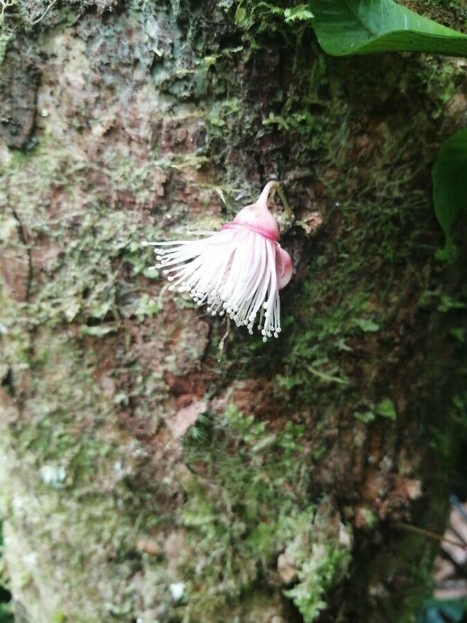 Syzygium 10
