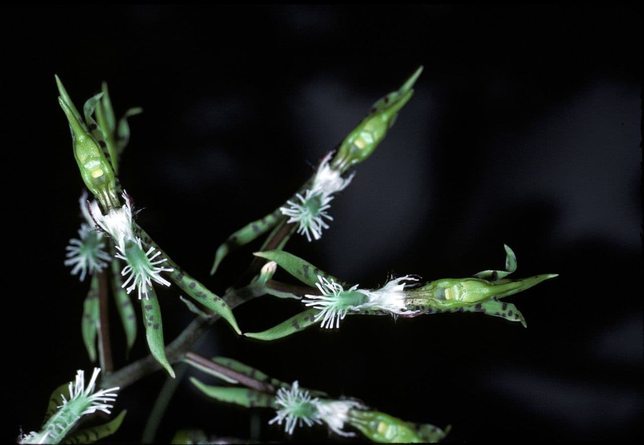 Bärtiges Katasetum