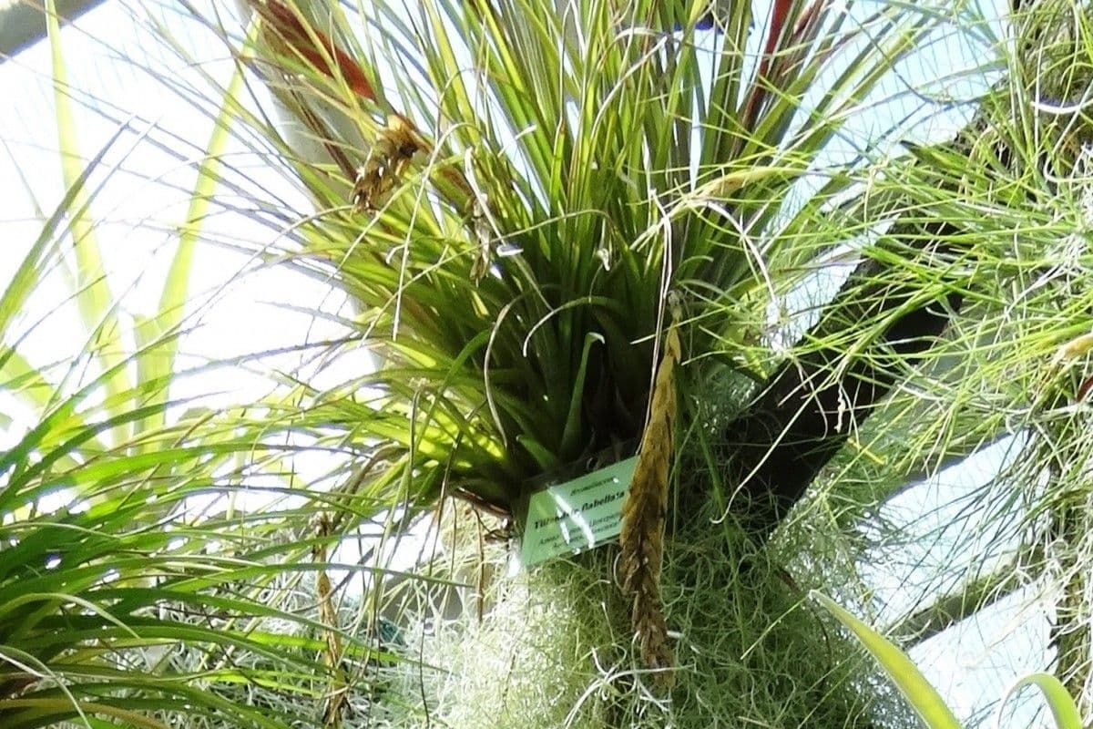 Tillandsia 2