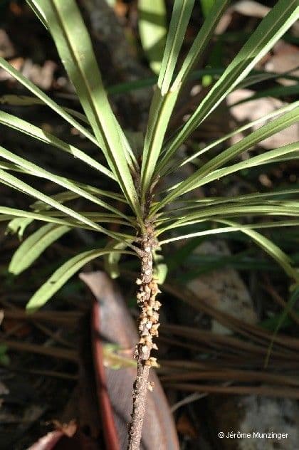 Planchonella 4