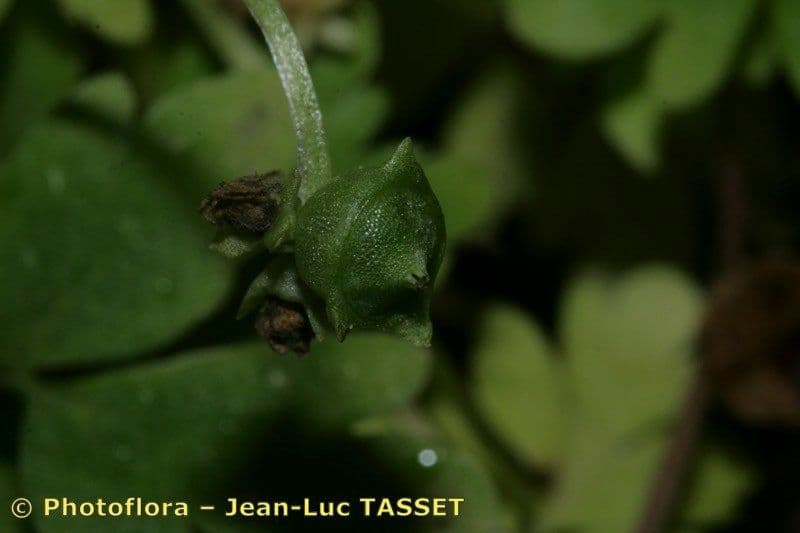 Erba moscatellina