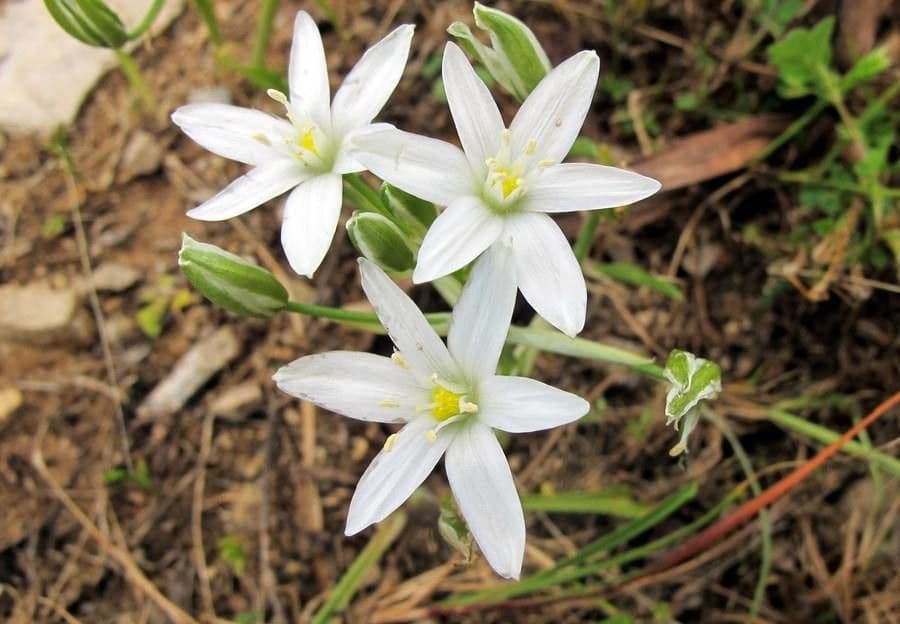 Ornithogalum gussonei 13