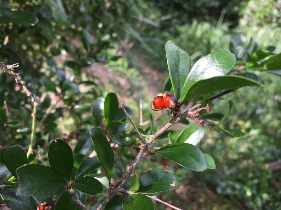 Emmenosperma 5