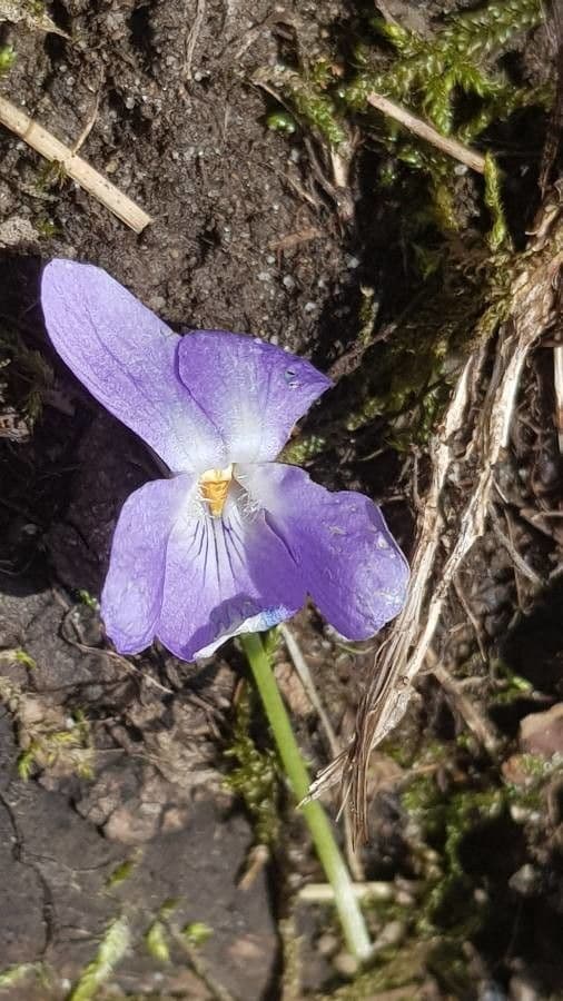 Viola pelosa 8