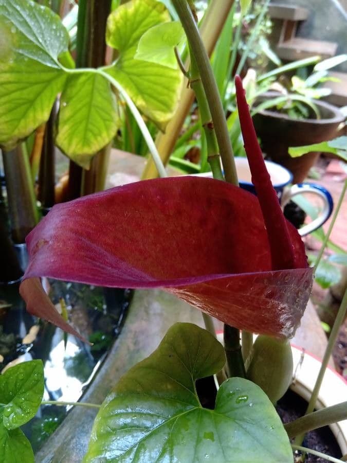 Typhonium 5
