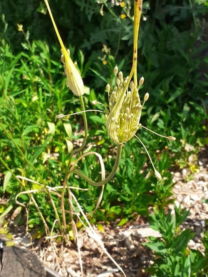 Aglio paniculato 11