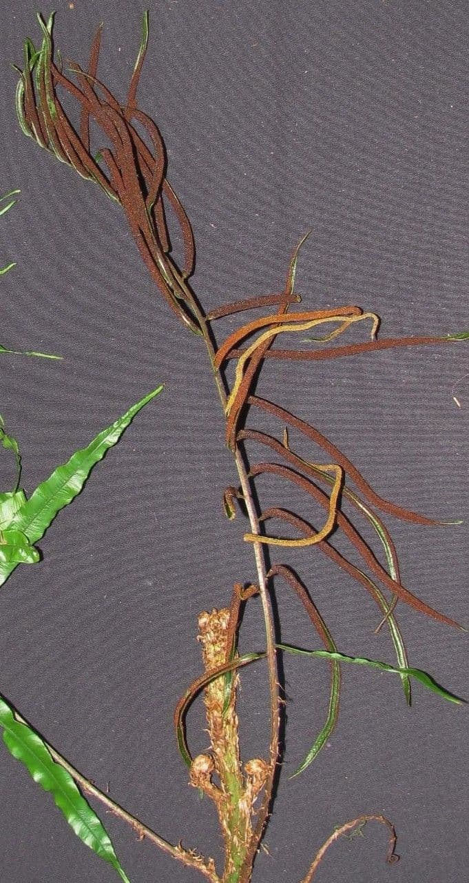 Lomariopsis 7