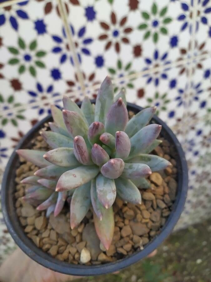 Pachyphytum 13