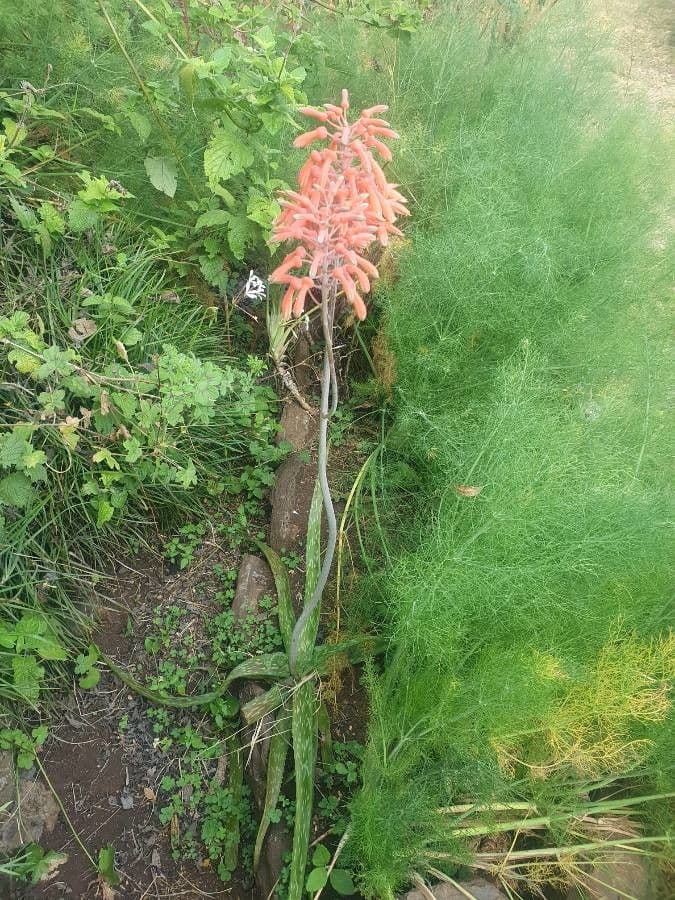 Aloe 13